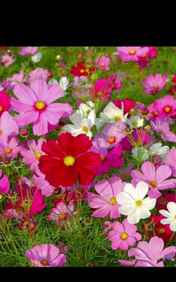 小众送妈妈的花有哪些花