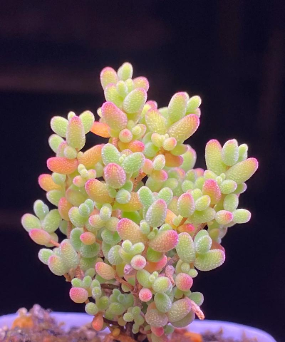 小众送妈妈的花有哪些花