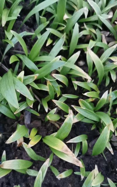 小众送妈妈的花有哪些花