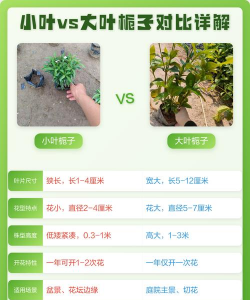 怎么区分小叶栀子和大叶栀子