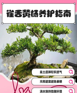 雀舌黄杨怎么养