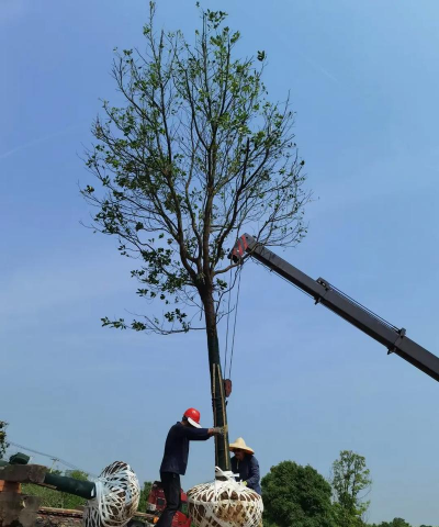 香樟怎么种植方法