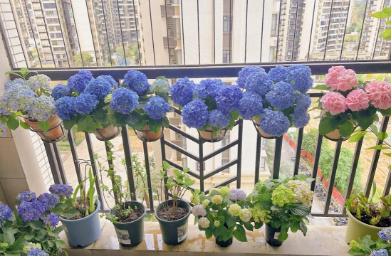 小众送妈妈的花有哪些花