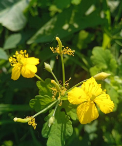 小众送妈妈的花有哪些花