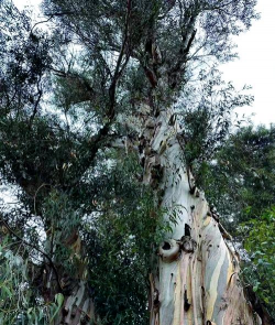 蓝桉和紫檀什么意思