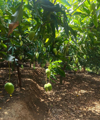 青芒果怎么种植