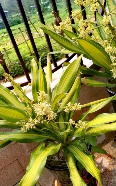 小众送妈妈的花有哪些花