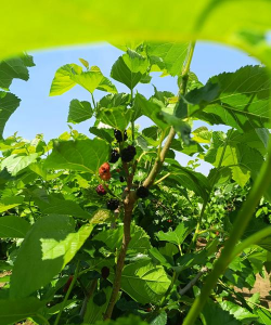 小众送妈妈的花有哪些花