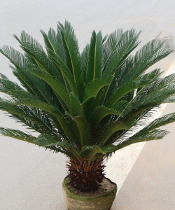 小众送妈妈的花有哪些花