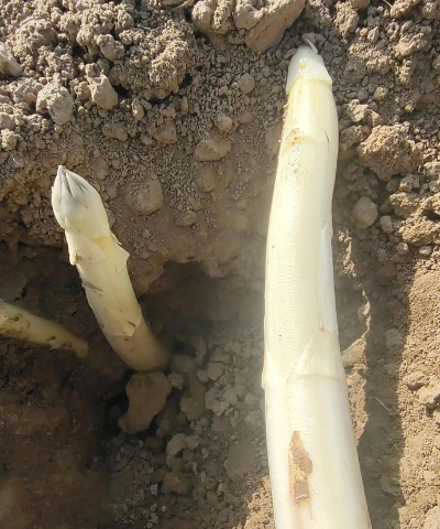 小众送妈妈的花有哪些花