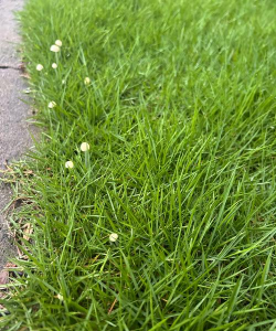 小众送妈妈的花有哪些花