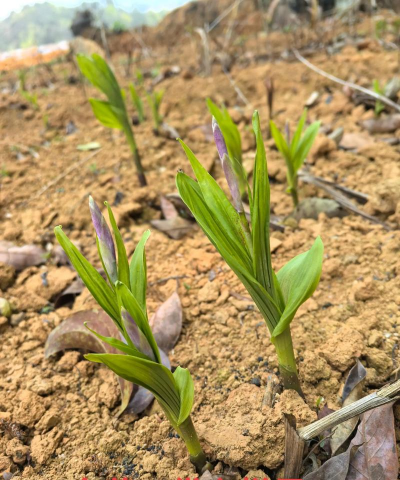 白芨种植怎么样