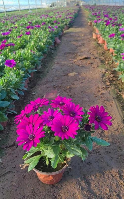 南非万寿菊是多年生吗