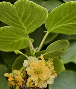 小众送妈妈的花有哪些花