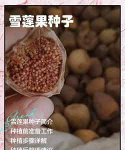 小众送妈妈的花有哪些花