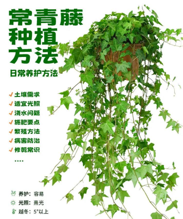 小众送妈妈的花有哪些花