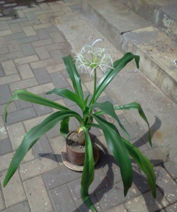 细的叶子是什么花