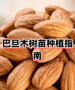 巴旦木怎么种植