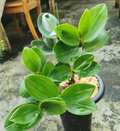 小众送妈妈的花有哪些花