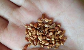 小众送妈妈的花有哪些花