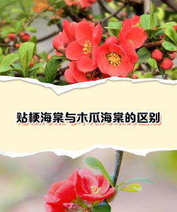 木瓜海棠与贴梗海棠的区别