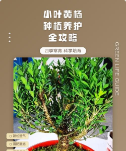 小叶黄杨怎么养