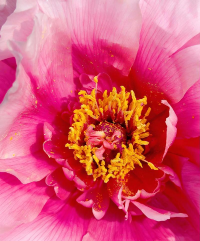 小众送妈妈的花有哪些花