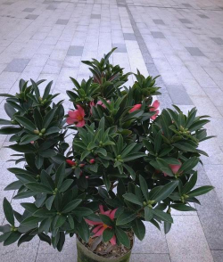 木本植物图片大全图库