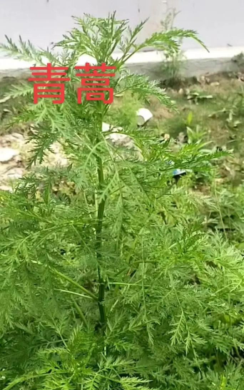 青蒿是什么植物