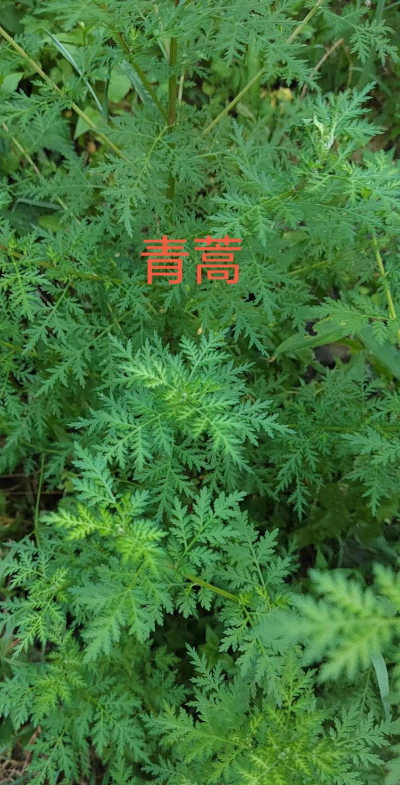 青蒿草农村叫什么