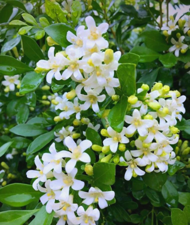 小众送妈妈的花有哪些花