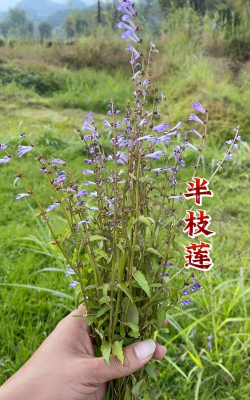 小众送妈妈的花有哪些花