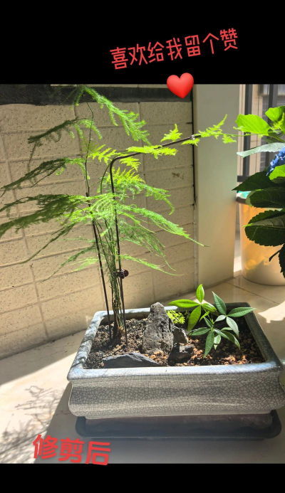 小众送妈妈的花有哪些花