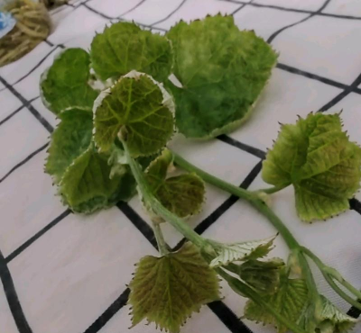 小众送妈妈的花有哪些花