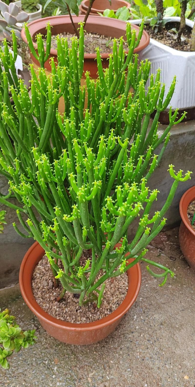 光棍树图片大全图库 光棍树图片大全图库