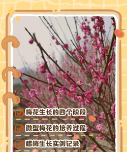 红梅花怎么种植方法