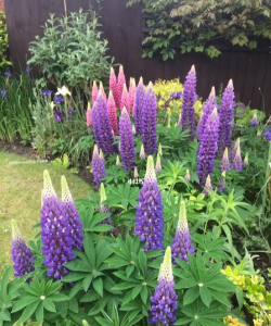 小众送妈妈的花有哪些花