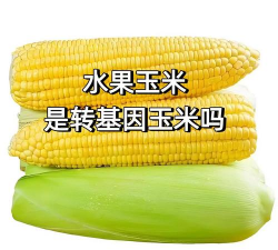 水果玉米是转基因的吗