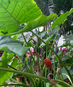 小众送妈妈的花有哪些花