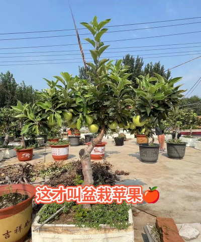 盆栽苹果苗怎么种植