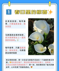 小众送妈妈的花有哪些花