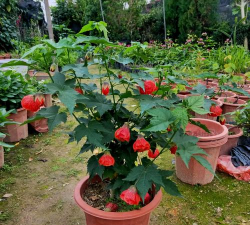 小众送妈妈的花有哪些花