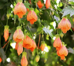 小众送妈妈的花有哪些花