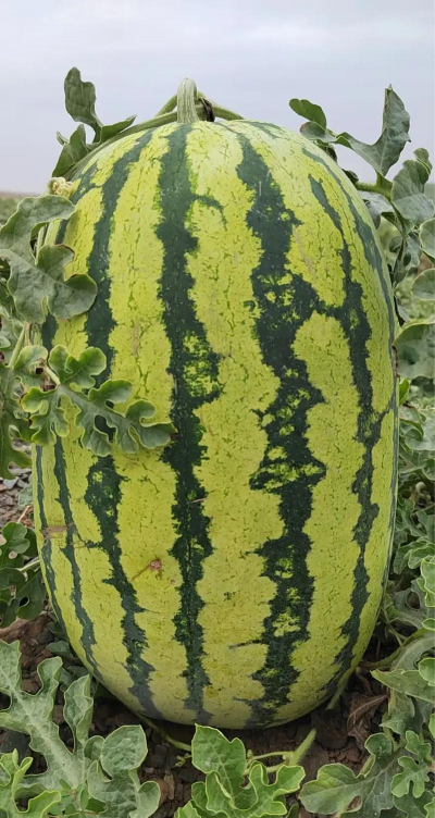 石头瓜为什么叫石头瓜