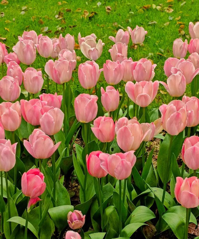 春天种什么花最好