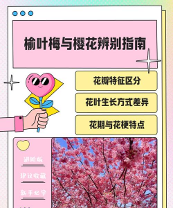 榆叶梅和樱花的区别