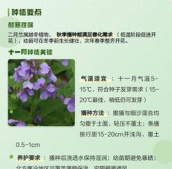 小众送妈妈的花有哪些花