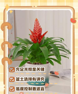 小众送妈妈的花有哪些花