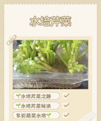 水芹菜种植时间和方法