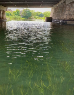 河里常见的水草有哪些